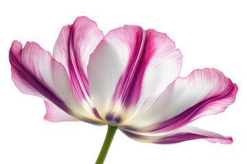 Delicate pink and white tulip petals unfurling gracefully with vibrant magenta streaks isolated on transparent background