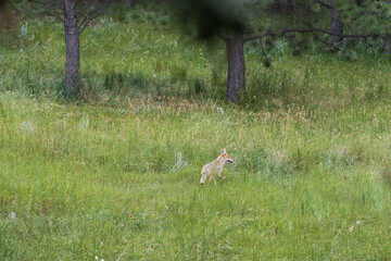 Coyote in a meadow