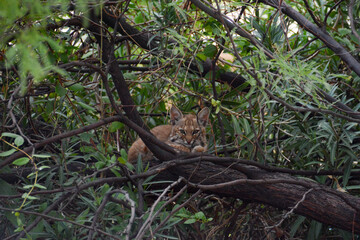 Bobcat kitten resting in tree, Tucson Arizona