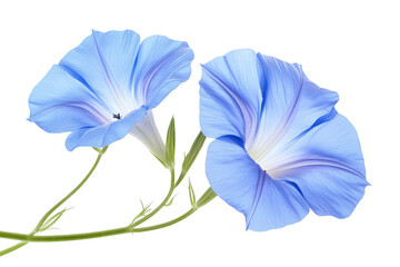 Two delicate light blue morning glory blossoms with green stems presented isolated on transparent background