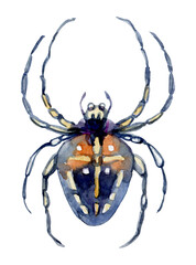 Watercolor spider illustration. Painted isolated Halloween element
