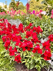 Dwarf bright red blooming Antirrhinum majus in a summer flower garden. Nature background