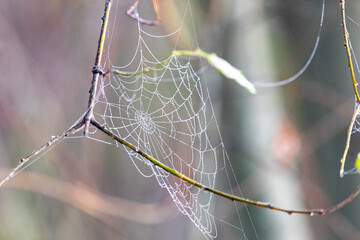 A delicate spider web covered in morning dew glistens in soft natural light, suspended between branches in a quiet woodland setting during autumn.