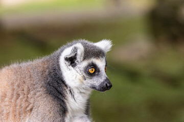 Ring-tailed lemur