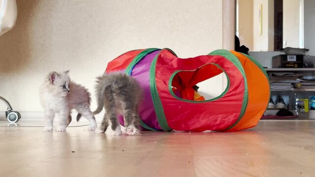 Cute fluffy kittens play cheerfully, kittens are having fun