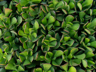 Dense cluster of jade plant (Crassula ovata) leaves with vibrant green tones and subtle red margins, photographed in natural light.