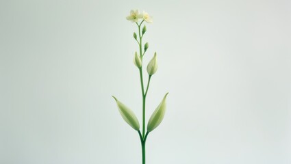 A single white flower with buds on a green stem against a plain background.