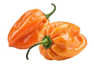 Two Bright Orange Habanero Chili Peppers Isolated