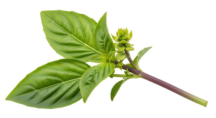 Obraz premium Isolated Basil Branch