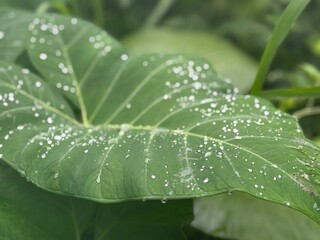Dew-Covered Green Leaf Close-Up: Vibrant Morning Dew Drops on Tropical Foliage in Nature