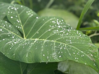 Dew-Covered Green Leaf Close-Up: Vibrant Morning Dew Drops on Tropical Foliage in Nature