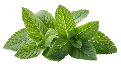 Fresh Green Mint Leaves Isolated on White