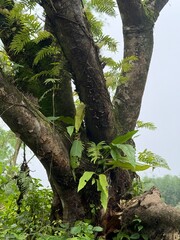 Lush tropical rainforest canopy with massive tree trunk covered in climbing vines and epiphytic plants, dense green foliage creating natural jungle ecosystem in misty forest environment