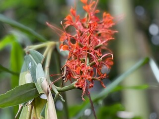 Close-up of Red Ginger Lily Flower in Bloom – Exotic Hedychium coccineum with Green Leaves in Tropical Garden
