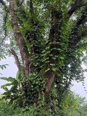 Lush tropical rainforest canopy with massive tree trunk covered in climbing vines and epiphytic plants, dense green foliage creating natural jungle ecosystem in misty forest environment