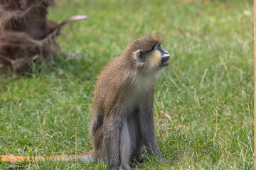 Obraz premium Moustached guenon