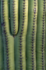 Close-up view of saguaro cactus ribs and spines in the Sonoran Desert of Arizona.