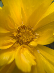 Bright yellow dahlia flower in full bloom showing detailed center with stamens and pistils, macro close-up photography of vibrant summer garden flower petals and reproductive parts in natural light