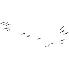 A flock of migratory birds flying in formation, a black silhouette isolated on a white background representing freedom and journey.