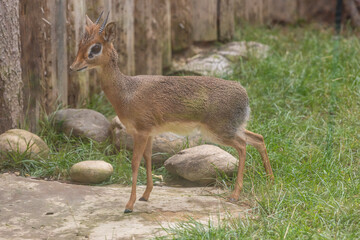 Dik-dik