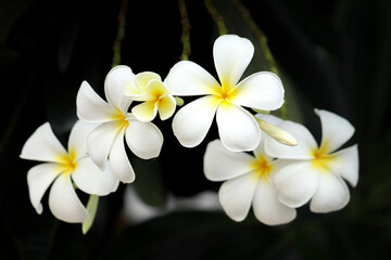 White frangipani flowers on a dark background