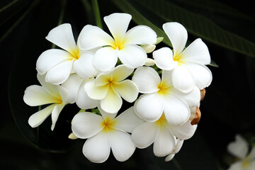 White frangipani flowers on a dark background