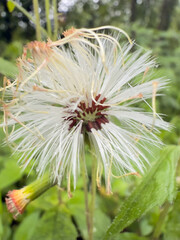 Close-up of White Spider Lily Flower with Long Stamens and Green Background – Macro Nature Photography of Crinum asiaticum Bloom