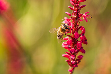 Bee on colorful flower during spring in Geneva, Switzerland