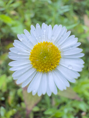 Obraz premium Beautiful White Daisy with Dew Drops: Stunning Nature Photography 2025