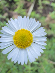 Fototapeta premium Beautiful White Daisy with Dew Drops: Stunning Nature Photography 2025
