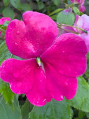 Obraz premium Bright yellow dahlia flower in full bloom showing detailed center with stamens and pistils, macro close-up photography of vibrant summer garden flower petals and reproductive parts in natural light