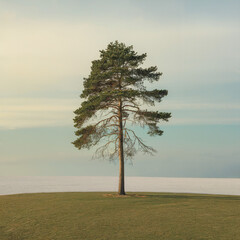 Single Tree on a Grassy Plain Under a Pale Sky