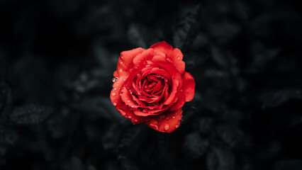 Red Rose with Water Drops After Rain
