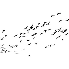 A conceptual black silhouette of a flock of birds flying in migration, isolated on a white background.