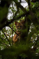 Bobcat cub (Lynx rufus) resting in a mesquite tree in Tucson, Arizona, USA, partially hidden among the desert foliage. 