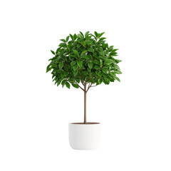 Small indoor tree with lush green leaves in white pot adds touch of nature to any space
