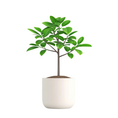 Minimalist indoor tree in white pot, adding touch of nature to any space