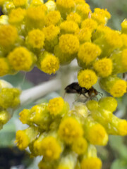 Small black ant foraging on bright yellow mimosa acacia flower clusters in natural outdoor garden setting, macro photography of insect pollinator behavior on blooming spring flowers