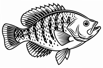 coloring page line art the crappie black vector