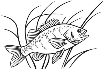 coloring page line art the crappie black vector