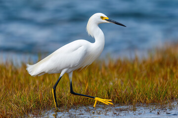 Obraz premium Snowy Egret with bright yellow feet hunting fish