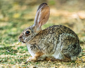 Cottontail rabbit