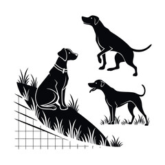 black and white dog