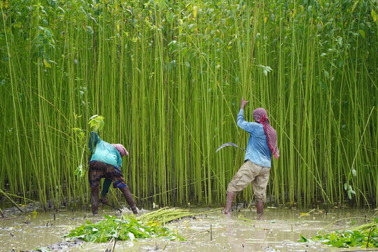 farmers engaged in the harvesting of jute, also known as the "Golden Fibre" of eastern India