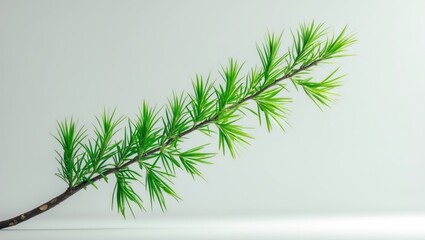 Fototapeta premium A branch of green pine needles on a light background.