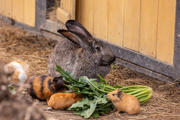 Flemish Giant rabbit