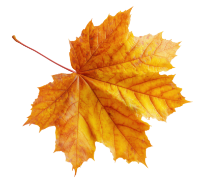 Beautiful yellow autumn maple leaf isolated on transparent background