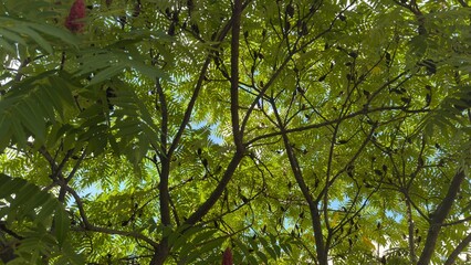 Green tree canopy with sumac seeds — natural texture for botanical and design projects