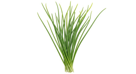 Isolated Fresh Chives