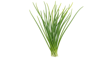 Isolated Fresh Chives